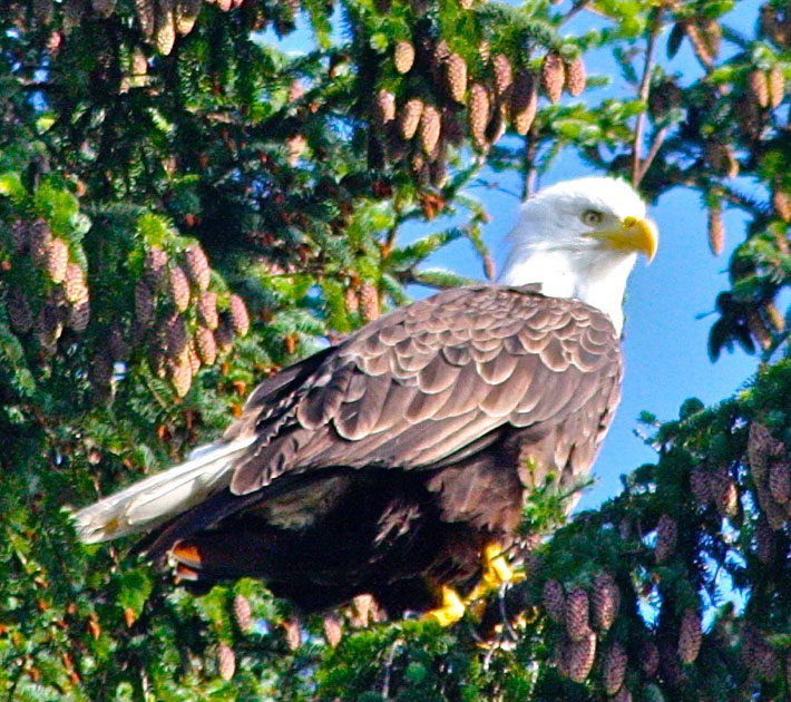Savor the timeless moment watching Bald Eagles hunt before your very eyes.