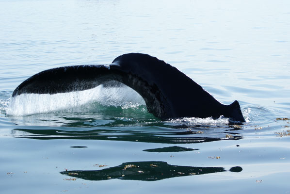 A diving humpback whale spotted from the Never Monday