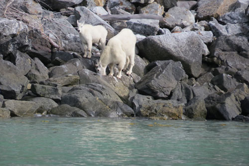 Alaska mountain goats forage at low altitudes during the spring and fall.