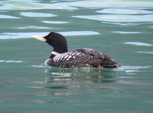 A pretty loon.
