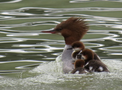 Mom merganzer giving the kids a ride