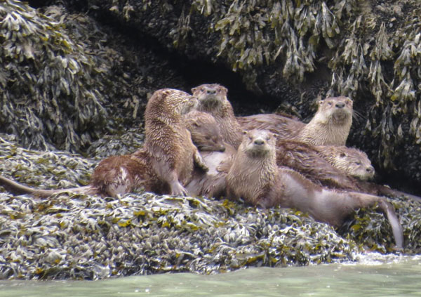 Basking river otters
