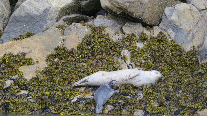 A mama seal and her pup seen from the Never Monday
